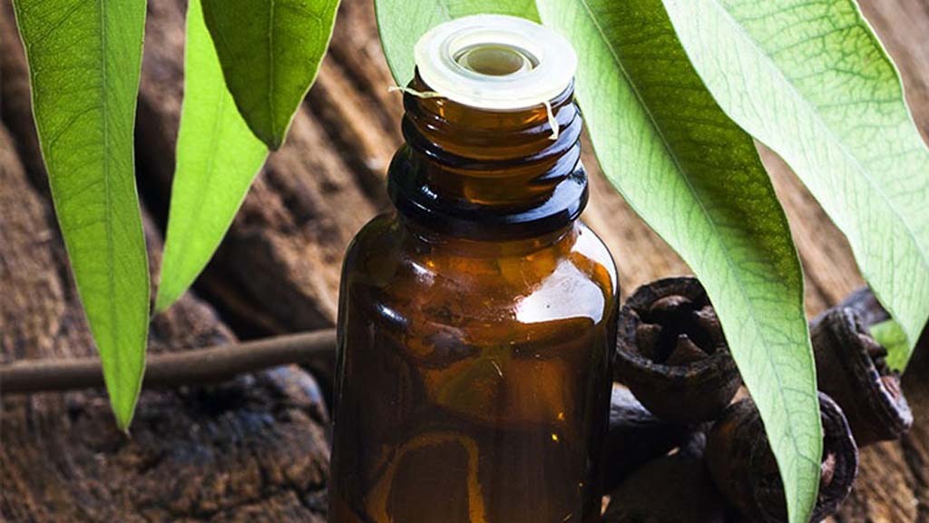 Eucalyptus essential oil Bodhinaturals