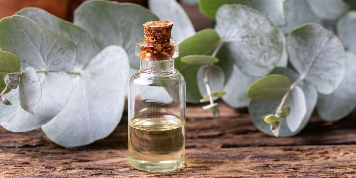 Best Eucalyptus Essential Oil Clear The Mind & Energize The Spirit