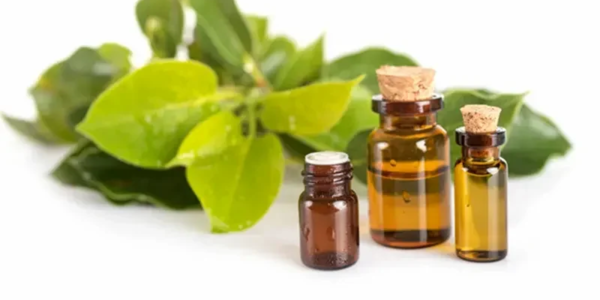 Top Camphor Essential Oil Benefits For Overall Wellness