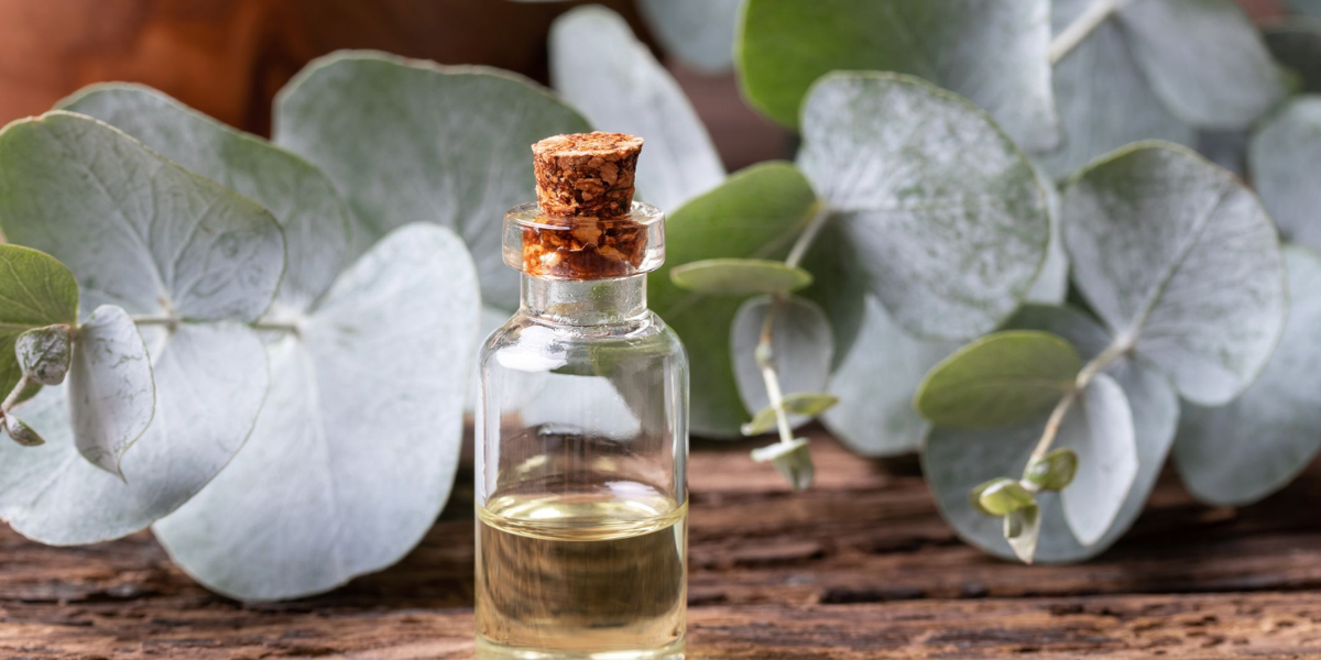 Eucalyptus Essential Oil Uses: Everyday Ways To Harness Its Power